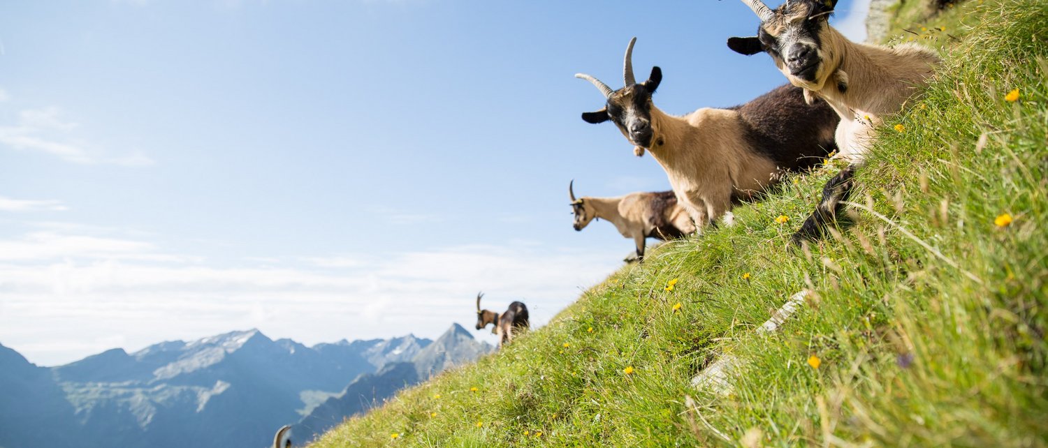 Ein Sommer in Pfelders Ein Sommer in Pfelders