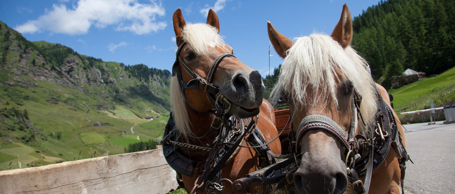 Ein Sommer in Pfelders Ein Sommer in Pfelders